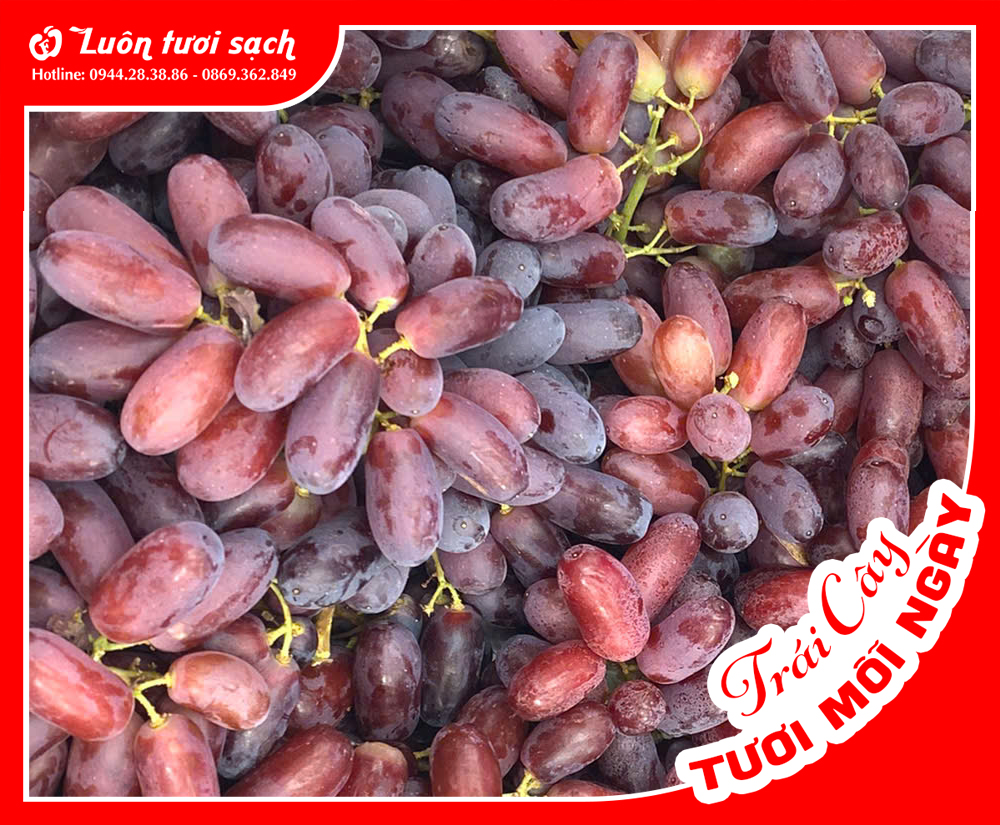 Nho đỏ Long Crimson